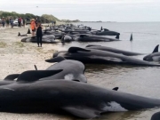 В Новой Зеландии сотни китов выбросились на берег