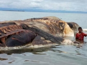 В Индонезии на берег выбросило неизвестное гигантское морское существо