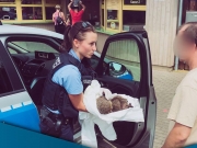 В Германии полицейские спасли двух ежей-пьяниц