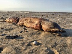 Ураган «Харви» вынес на берег Техаса необычное существо