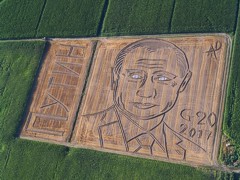 В Италии на поле появился гигантский портрет Путина