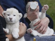 В Ялтинском зоопарке родились три белых львенка
