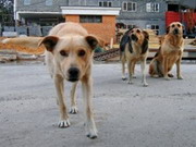 В Донецке бродячие собаки искусали ребенка