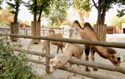 В Киевском зоопарке умер верблюд