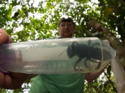 «Летающий бульдог»: Найдена самая большая в мире пчела, которую считали вымершей