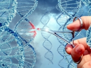 Нобелевскую премию по химии присудили за «генетические ножницы»