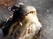 В США из-за аномальных морозов крокодилы вмерзли в лед