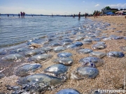 Бархатный сезон в Одессе: на пляжах нашествие медуз-корнеротов