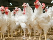 Еврокомиссия хочет разрешить увеличить импорт курятины из Украины