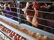 ЕС запретил импорт мяса птицы из Украины из-за птичьего гриппа