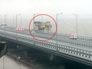 Появилось видео столкновения плавучего крана с Крымским мостом