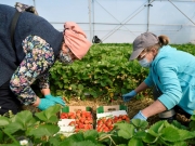 Польша планирует организовать чартерные рейсы для украинских заробитчан
