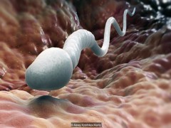 Самые большие сперматозоиды в мире