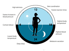 Как работают «биологические часы» человека