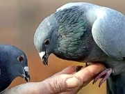 Донбасс и голуби: Кормить или не кормить?