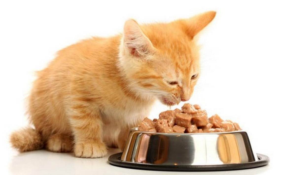 Какие корма для кошек советуют ветеринары: делаем рацион животного правильным