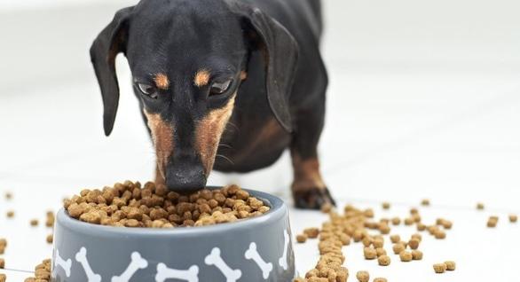 На что стоит обратить внимание при выборе сухого корма для собаки