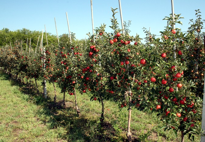 Как выбрать яблоневые саженцы и что необходимо знать о посадке