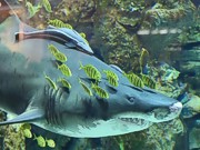 Скандально известная акула из киевского ТРЦ переехала в новый дом