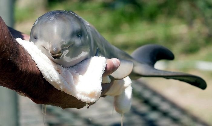 Уникальное явление: в харьковском дельфинарии родился дельфиненок
