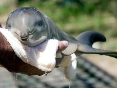 Уникальное явление: в харьковском дельфинарии родился дельфиненок