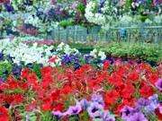 В Киеве высадили более миллиона цветов