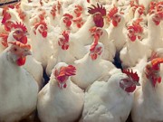 Экономика Украина получила право поставлять продукцию птицеводства в ЕС