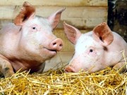Украина запретила ввоз свинины из Беларуси