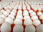 Рынок для украинских яиц и курятины в Европу открыт