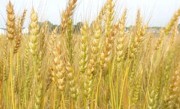 Украинские аграрии собрали почти два миллиона тонн зерна