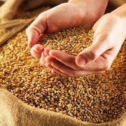Украина экспортировала 3,6 млн тонн зерна