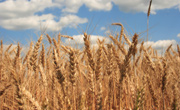 Украина собрала почти 39 миллионов тонн зерна