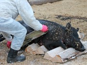 Вирус африканской чумы свиней выявлен в Луганской области