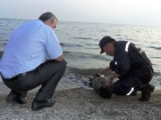 В Бердянске двое детей нашли в море 50-килограммовую бомбу
