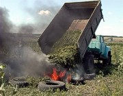 В Харьковской области обнаружено поле конопли