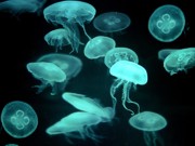 Побережье Крыма оккупировали миллионы медуз