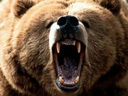 В Ивано-Франковской области на девушку, собиравшую в лесу ягоды, напали медведи