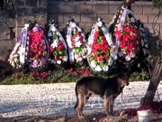 Рядом с могилой Януковича-младшего на цепь посадили собаку