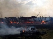 Под Киевом сожгли приют для животных: 70 собак сгорели заживо