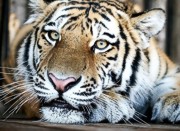 В зоопарке в Одессе тигр укусил посетителя