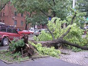 Мощный ураган в Одессе: повалены 40 деревьев и новогодняя елка
