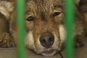 В Одесском зоопарке на 6-летнюю девочку напали волки