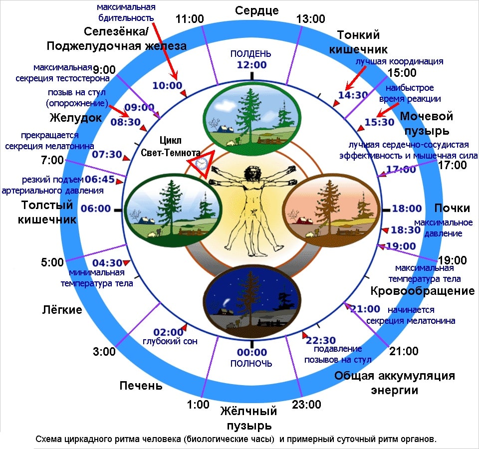 Реферат На Тему Биоритм Внутренние Часы Человека